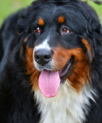 Bernese mountain dog or Bernese Shepherd on a walk