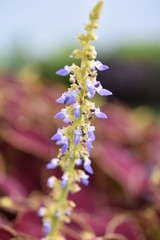 fotografía macro de flor