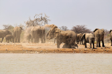 Obraz premium African elephants (Loxodonta africana) at the waterhole - Namibia Africa 