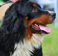 Fototapeta premium Bernese mountain dog or Bernese Shepherd on a walk