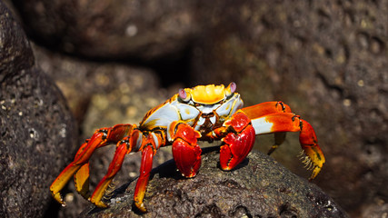 Grapsus grapsus on galapagos islands, also known as red rock crab