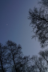 Evening sky with trees Alnus glutinous