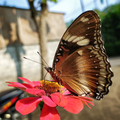 One of kind butterfly in Indonesia