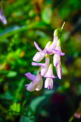 Wild flowers in a meadow in nature. Wild flowers in a meadow on a background of herbs.