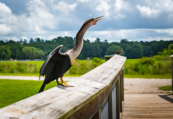Anhinga sunning on rail at wetlands in Gainesville Florida.