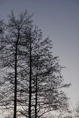 Albus glutinosa and evening sky