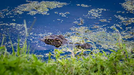 American alligator at waters edge in Gainesville Florida.