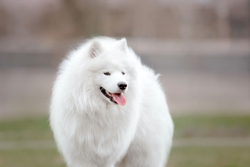 Obraz premium Beautiful samoyed dog outdoor. White dog.