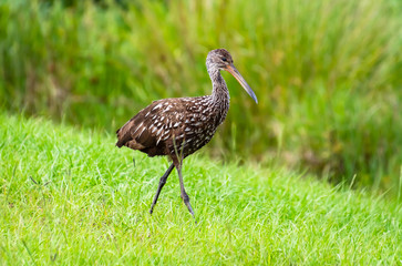 Brown Limpkin hunting insects in the grass at Gainesville Wetlands in Florida.