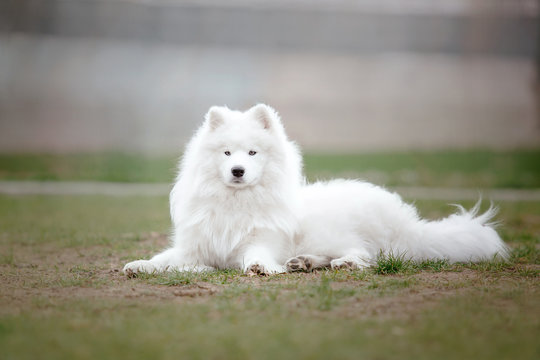 Beautiful samoyed dog outdoor. White dog.