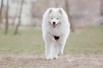 Beautiful samoyed dog outdoor. White dog.