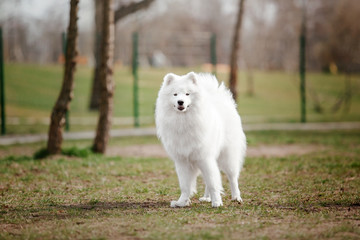 Beautiful samoyed dog outdoor. White dog.
