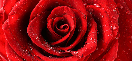 Red rose flower top view with water drops detail. Love background.  Valentines day wide roses...