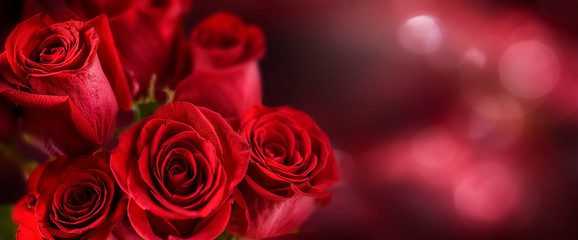 Red roses flower on vintage old wooden board.  Valentines day wide rose banner.