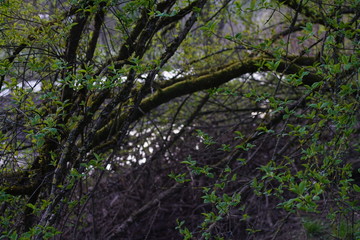 Greening nature during spring season