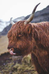 highland cow on a mountain