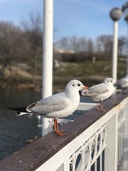 seagull on post