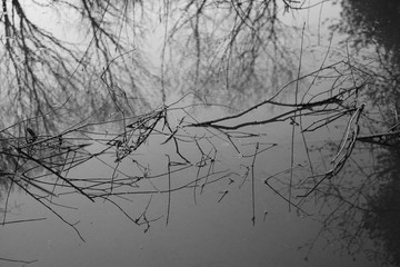 Silent water surface with branches of trees