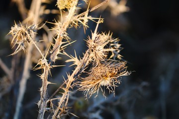 Distel vertrocknet im Winter