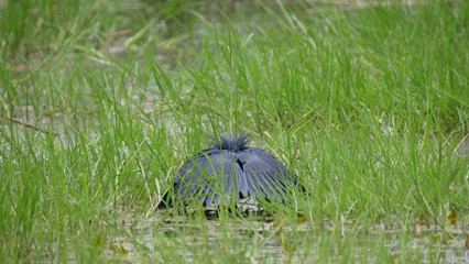 Black heron hunting for fish