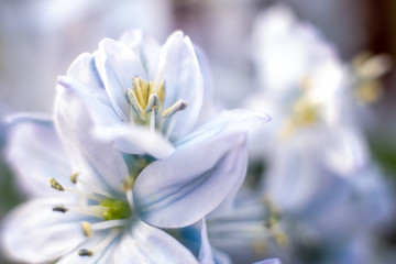Obraz premium Macro shot of hyacinth flower on white background
