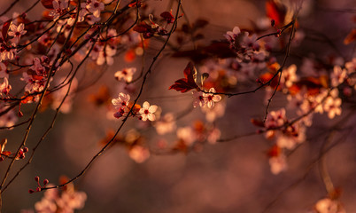 Blossom tree over nature background.Spring Flowers branch