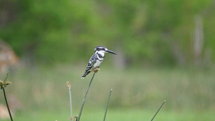 Pied kingfisher on reed