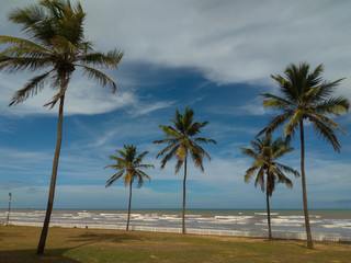 Obraz na płótnie Canvas landscape of coconut trees on Barra do Coqueiros beach, in Aracaju / Sergipe.