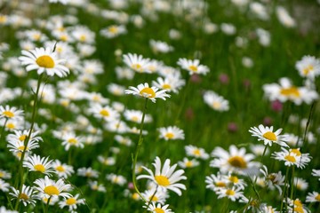 Fototapeta premium Camomile daisy flowers in the grass, white and yellow. Slovakia
