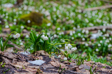 Snowdrops in the forest