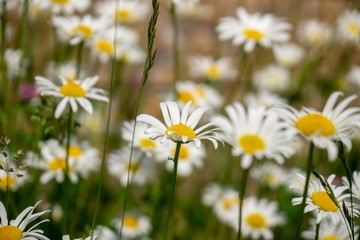 Fototapeta na wymiar Camomile daisy flowers in the grass, white and yellow. Slovakia