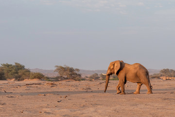 Naklejka premium Desert-adapted Elefant at Sunset Hoanib River Namibia