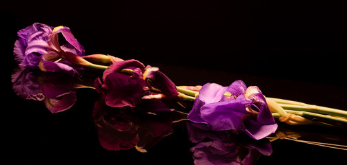 Reflets de fleurs et tiges d'iris violette et mauve sur fond noir. © ODIN Daniel