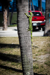 Lizard on a tree