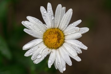 Fototapeta premium Camomile daisy flowers in the grass covered by rain or morning dew. Slovakia 