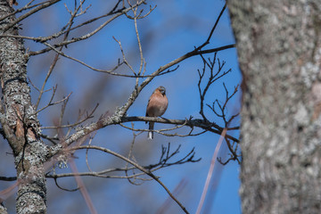 Robin on a branch in a park in the district Bromma in Stockholm