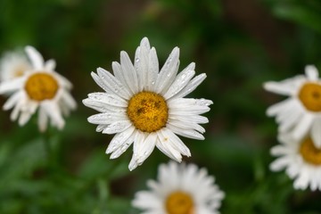 Camomile daisy flowers in the grass covered by rain or morning dew. Slovakia	