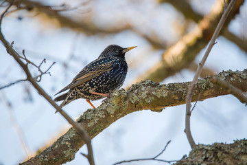 Starling on a branch in a park in the district Bromma in Stockholm