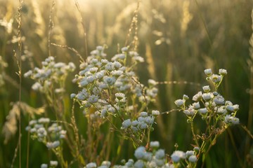 Camomile daisy flowers in the grass, white and yellow. Slovakia