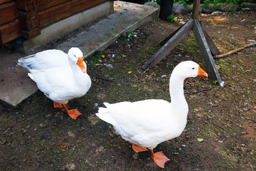 Two white geese. Also known as domestic goose used for poultry or eggs.