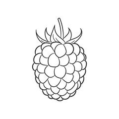 Blackberry sketch. Hand drawn berry illustration.
