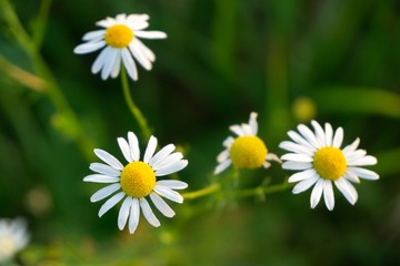 Obraz premium Camomile daisy flowers in the grass, white and yellow. Slovakia