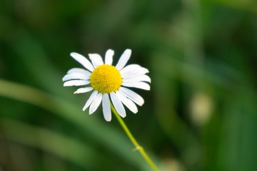 Fototapeta premium Camomile daisy flowers in the grass, white and yellow. Slovakia
