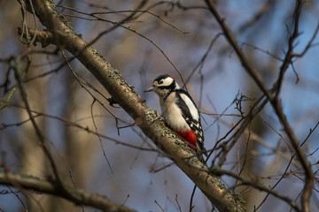 Great spotted woodpecker on a branch in a park in the district Bromma in Stockholm