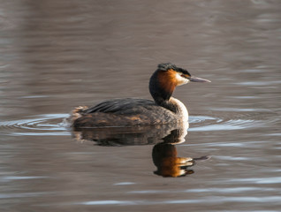 Obraz premium Male Great crested grebe in a pond at the district Bromma in Sweden a sunny spring morning