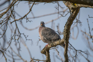 Common wood pigeon in a tree in the district of Djurgården in Stockholm a sunny spring day.