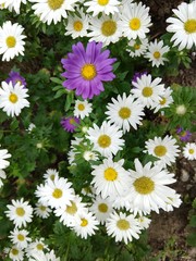 Camomile daisy flowers in the grass, white and purple and yellow. Slovakia
