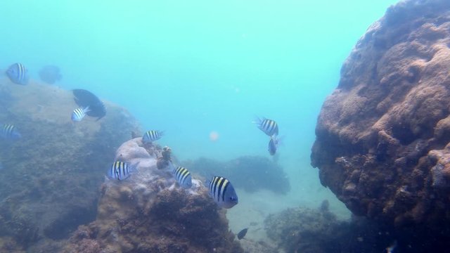 Recife fish recorded in diving in Tres Ilhas, Guarapari. Video recorded in 2020.
