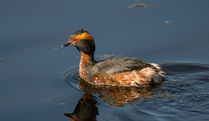 Fototapeta premium Horned grebe in a pond a sunny spring day in the district Bromma in Sweden