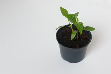 Sprouts of pepper in a pot. Close-up.